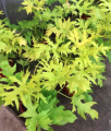 Philodendron warscewiczii aurea flavum - poglądowe zdjęcie gatunku
