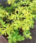 Philodendron warscewiczii aurea flavum - poglądowe zdjęcie gatunku
