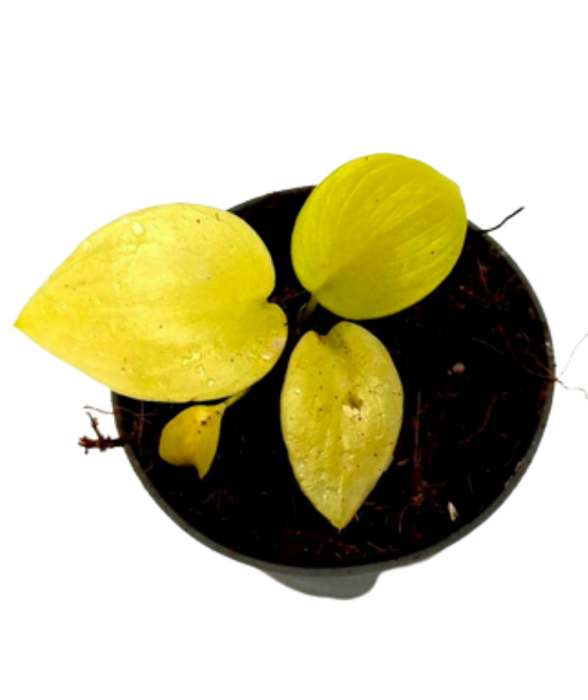 Philodendron warscewiczii aurea flavum S