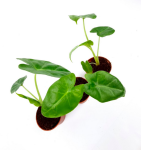 Alocasia lutea S