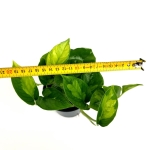 Epipremnum Global Green - M