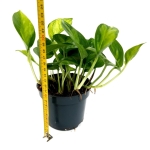 Epipremnum Global Green - M