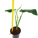 Syngonium chiapense - XL - wysokość