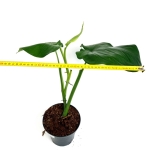Syngonium chiapense - XL -średnica
