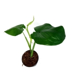 Syngonium chiapense - XL