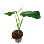 Syngonium chiapense - XL