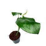 Syngonium chiapense - XL