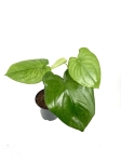 Syngonium chiapense - XL