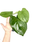 Syngonium chiapense - XL