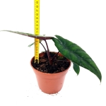 Alocasia scalprum XL