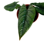 Alocasia scalprum XL