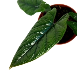 Alocasia scalprum - XL