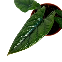 Alocasia scalprum - XL