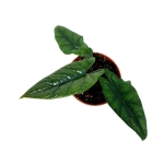 Alocasia scalprum XL