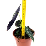 Alocasia longiloba "Watsoniana" XL