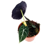 Alocasia longiloba "Watsoniana" XL
