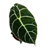 Alocasia longiloba "Watsoniana" XL