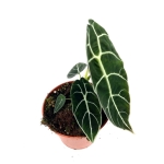 Alocasia longiloba "Watsoniana" XL