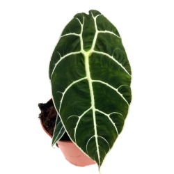 Alocasia longiloba "Watsoniana"