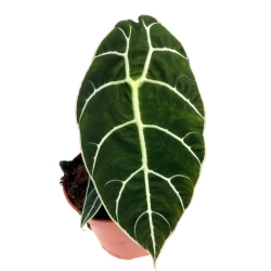 Alocasia longiloba "Watsoniana"