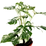 Monstera deliciosa variegata XXL