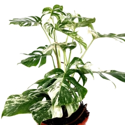 Monstera deliciosa variegata XXL