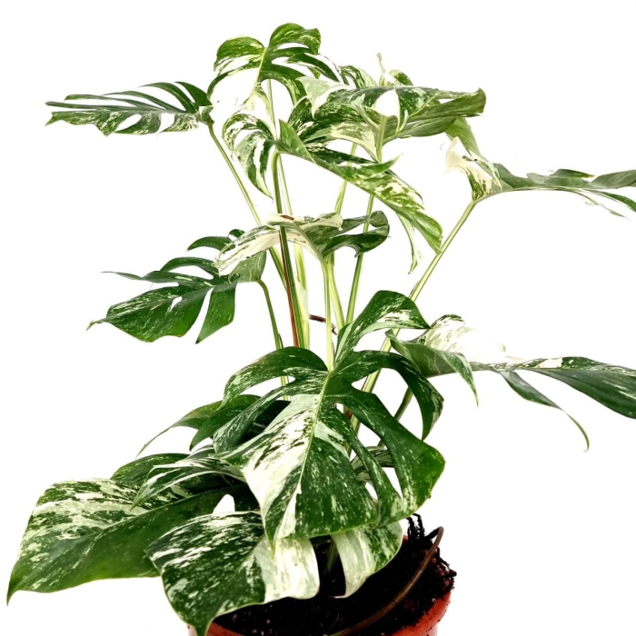 Monstera deliciosa variegata XXL