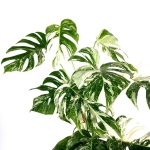 Monstera deliciosa variegata XXL