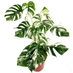 Monstera deliciosa variegata XXL