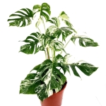 Monstera deliciosa variegata XXL