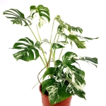 Monstera deliciosa variegata XXL