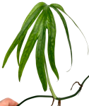 Amydrium Zippelianum - liść
