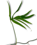 Amydrium Zippelianum - liść