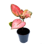 Aglaonema Pink Panther M