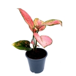 Aglaonema Pink Panther M
