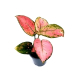 Aglaonema Pink Panther  M