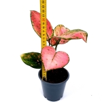 Aglaonema Pink Panther M - wysokość