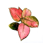 Aglaonema Pink Panther M