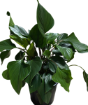 Homalomena pendula Emerald Gem - dorosła forma