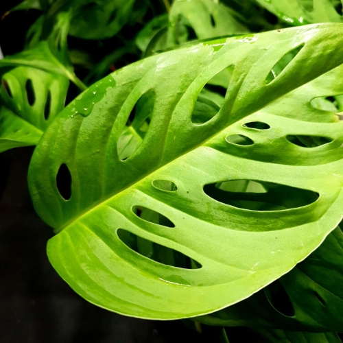  Monstera adansonii Narrow Leaf - cięty węzeł