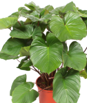 Homalomena rubescens Maggy - dorosła roślina