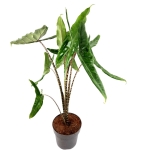 Alocasia Tigrina Superba XL