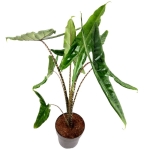Alocasia Tigrina Superba XL