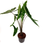 Alocasia Tigrina Superba XL