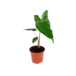 Alocasia Tigrina Superba - S