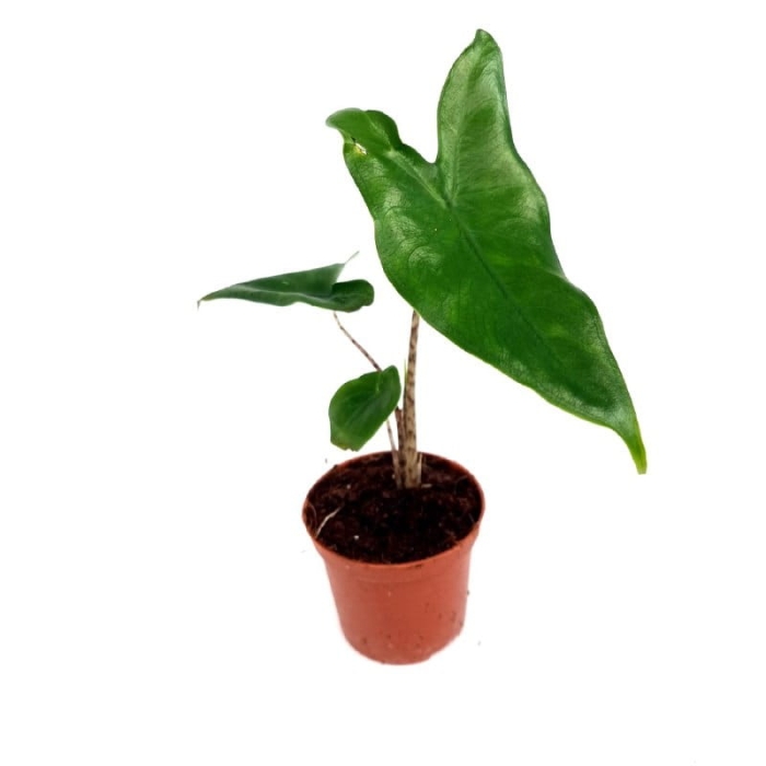Alocasia Tigrina Superba - S