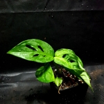  Monstera adansonii Narrow Leaf - S