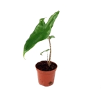 Alocasia Tigrina Superba - S