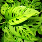  Monstera adansonii Narrow Leaf