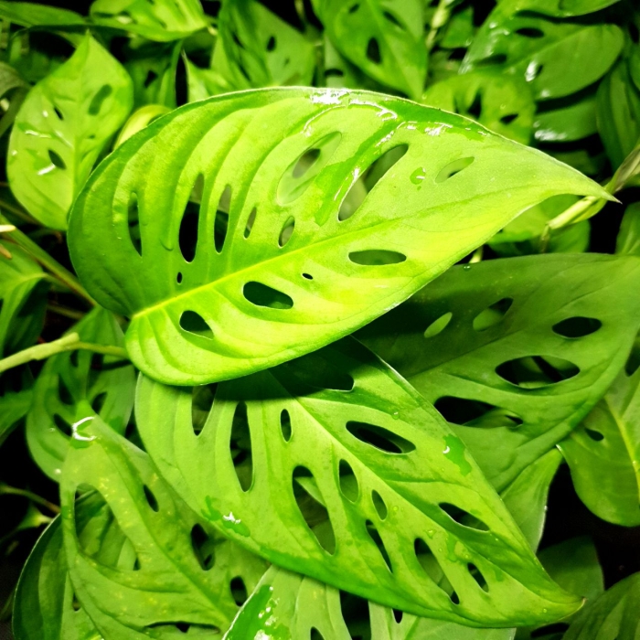  Monstera adansonii Narrow Leaf